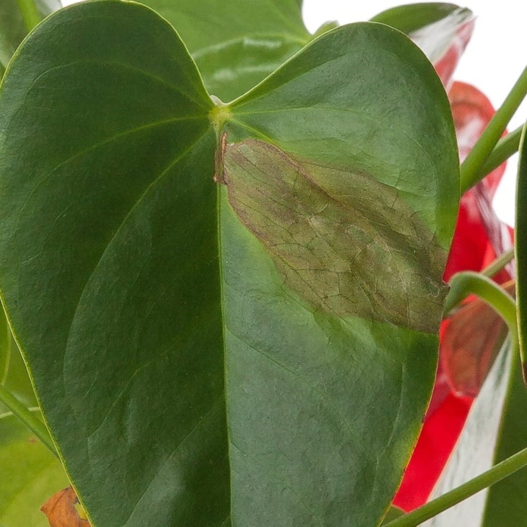 Why Does My Anthurium Have Brown Leaves?